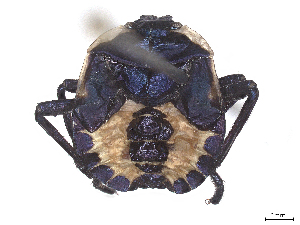  ( - CBG-B16522-B05)  @11 [ ] CreativeCommons - Attribution (2025) CBG Photography Group Centre for Biodiversity Genomics