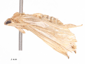  ( - CBG-B16537-B03)  @11 [ ] CreativeCommons - Attribution Share - Alike (2025) CBG Photography Group Centre for Biodiversity Genomics