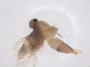  ( - CBG-B18032-B07)  @11 [ ] CreativeCommons - Attribution Share - Alike (2025) Centre for Biodiversity Genomics Centre for Biodiversity Genomics