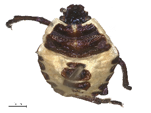  ( - CBG-B18110-A12)  @11 [ ] CreativeCommons - Attribution Share - Alike (2025) CBG Photography Group Centre for Biodiversity Genomics