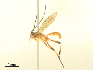  ( - CBG-B18110-C05)  @11 [ ] CreativeCommons - Attribution Share - Alike (2025) CBG Photography Group Centre for Biodiversity Genomics