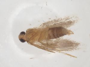  ( - CBG-B18147-B03)  @11 [ ] CreativeCommons - Attribution Share - Alike (2025) Centre for Biodiversity Genomics Centre for Biodiversity Genomics