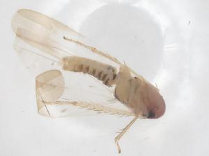  (Anzygina zealandica - CBG-B18147-B10)  @11 [ ] CreativeCommons - Attribution Share - Alike (2025) Centre for Biodiversity Genomics Centre for Biodiversity Genomics