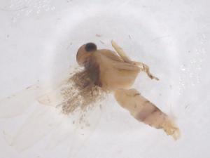  ( - CBG-B18284-B04)  @11 [ ] CreativeCommons - Attribution Share - Alike (2025) Centre for Biodiversity Genomics Centre for Biodiversity Genomics