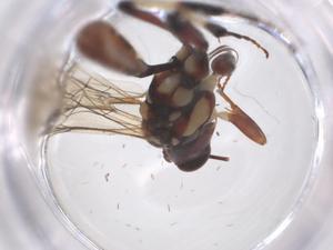  (Phairichneumon - CBG-B19306-H07)  @11 [ ] CreativeCommons - Attribution Share - Alike (2025) Centre for Biodiversity Genomics Centre for Biodiversity Genomics