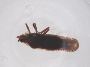  ( - CBG-B19309-A09)  @11 [ ] CreativeCommons - Attribution Share - Alike (2025) Centre for Biodiversity Genomics Centre for Biodiversity Genomics