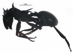  ( - BIOUG23506-E03)  @14 [ ] CreativeCommons - Attribution (2015) CBG Photography Group Centre for Biodiversity Genomics