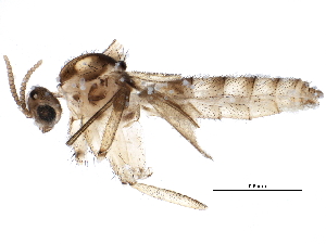  (Micrapemon - BIOUG22600-H11)  @13 [ ] CreativeCommons - Attribution (2015) CBG Photography Group Centre for Biodiversity Genomics