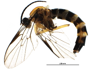  (Olbiogaster - BIOUG24947-A07)  @14 [ ] CreativeCommons - Attribution (2015) CBG Photography Group Centre for Biodiversity Genomics
