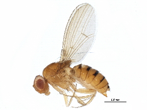  (Drosophila polymorpha - BIOUG24736-E05)  @13 [ ] CreativeCommons - Attribution (2015) CBG Photography Group Centre for Biodiversity Genomics