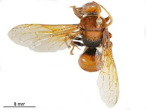  ( - BIOUG40509-H01)  @11 [ ] CreativeCommons - Attribution (2019) CBG Photography Group Centre for Biodiversity Genomics