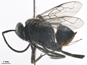  ( - BIOUG40777-G04)  @11 [ ] CreativeCommons - Attribution (2019) CBG Photography Group Centre for Biodiversity Genomics