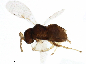  ( - BIOUG41572-G04)  @11 [ ] CreativeCommons - Attribution (2019) CBG Photography Group Centre for Biodiversity Genomics