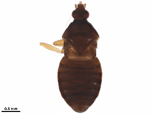  (Blaptostethus - BIOUG41577-H07)  @11 [ ] CreativeCommons - Attribution Non-Commercial Share-Alike (2019) CBG Photography Group Centre for Biodiversity Genomics
