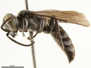  ( - BIOUG41757-B02)  @11 [ ] CreativeCommons - Attribution (2019) CBG Photography Group Centre for Biodiversity Genomics