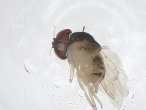  ( - CBG-B00032-D12)  @11 [ ] CreativeCommons - Attribution Share - Alike (2025) Centre for Biodiversity Genomics Centre for Biodiversity Genomics