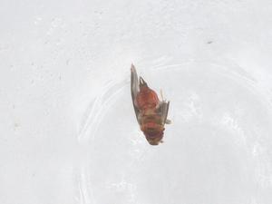  ( - CBG-B00032-F02)  @11 [ ] CreativeCommons - Attribution Share - Alike (2025) Centre for Biodiversity Genomics Centre for Biodiversity Genomics