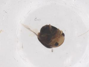  ( - CBG-B00033-G04)  @11 [ ] CreativeCommons - Attribution Share - Alike (2025) Centre for Biodiversity Genomics Centre for Biodiversity Genomics