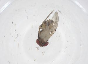  ( - CBG-B00034-B02)  @11 [ ] CreativeCommons - Attribution Share - Alike (2025) Centre for Biodiversity Genomics Centre for Biodiversity Genomics