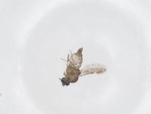  ( - CBG-B00034-B06)  @11 [ ] CreativeCommons - Attribution Share - Alike (2025) Centre for Biodiversity Genomics Centre for Biodiversity Genomics