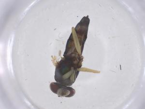  ( - CBG-B00035-C05)  @11 [ ] CreativeCommons - Attribution Share - Alike (2025) Centre for Biodiversity Genomics Centre for Biodiversity Genomics