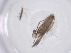  ( - CBG-B00035-D09)  @11 [ ] CreativeCommons - Attribution Share - Alike (2025) Centre for Biodiversity Genomics Centre for Biodiversity Genomics