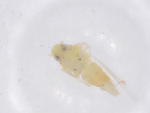  ( - CBG-B00035-F09)  @11 [ ] CreativeCommons - Attribution Share - Alike (2025) Centre for Biodiversity Genomics Centre for Biodiversity Genomics