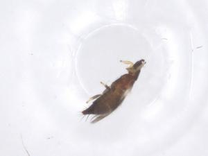  ( - CBG-B00035-H10)  @11 [ ] CreativeCommons - Attribution Share - Alike (2025) Centre for Biodiversity Genomics Centre for Biodiversity Genomics