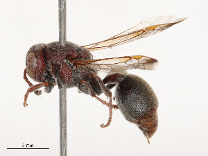  ( - CBG-B00050-B06)  @11 [ ] CreativeCommons - Attribution Share - Alike (2025) CBG Photography Group Centre for Biodiversity Genomics