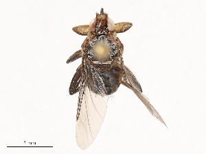  (Pseudolynchia - CBG-B00051-D05)  @11 [ ] CreativeCommons - Attribution Share - Alike (2025) CBG Photography Group Centre for Biodiversity Genomics