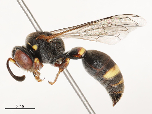  ( - CBG-B00051-E04)  @11 [ ] CreativeCommons - Attribution Share - Alike (2025) CBG Photography Group Centre for Biodiversity Genomics