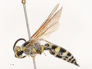  ( - CBG-B00052-G04)  @11 [ ] CreativeCommons - Attribution Share - Alike (2025) CBG Photography Group Centre for Biodiversity Genomics