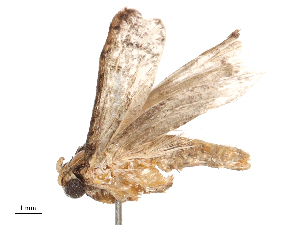  ( - CBG-B00053-E05)  @11 [ ] CreativeCommons - Attribution Share - Alike (2025) CBG Photography Group Centre for Biodiversity Genomics