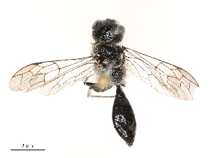  ( - CBG-B00053-H05)  @11 [ ] CreativeCommons - Attribution Share - Alike (2025) CBG Photography Group Centre for Biodiversity Genomics