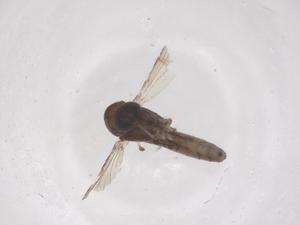  ( - CBG-B00069-D10)  @11 [ ] CreativeCommons - Attribution Share - Alike (2025) Centre for Biodiversity Genomics Centre for Biodiversity Genomics