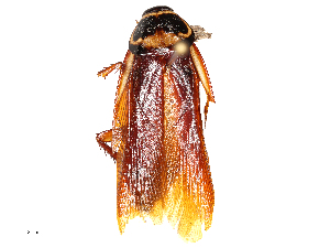  ( - CBG-B00073-A03)  @11 [ ] CreativeCommons - Attribution Share - Alike (2025) CBG Photography Group Centre for Biodiversity Genomics