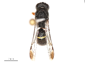  ( - CBG-B00073-A12)  @11 [ ] CreativeCommons - Attribution Share - Alike (2025) CBG Photography Group Centre for Biodiversity Genomics