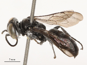  ( - CBG-B00073-E12)  @11 [ ] CreativeCommons - Attribution Share - Alike (2025) CBG Photography Group Centre for Biodiversity Genomics