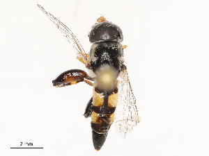  ( - CBG-B00073-F07)  @11 [ ] CreativeCommons - Attribution Share - Alike (2025) CBG Photography Group Centre for Biodiversity Genomics