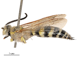  ( - CBG-B00073-G09)  @11 [ ] CreativeCommons - Attribution Share - Alike (2025) CBG Photography Group Centre for Biodiversity Genomics