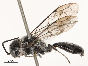  ( - CBG-B00087-H10)  @11 [ ] CreativeCommons - Attribution Share - Alike (2025) CBG Photography Group Centre for Biodiversity Genomics