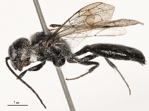  ( - CBG-B00087-H11)  @11 [ ] CreativeCommons - Attribution Share - Alike (2025) CBG Photography Group Centre for Biodiversity Genomics