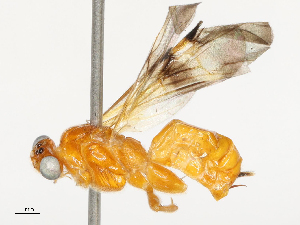  ( - CBG-B00088-A02)  @11 [ ] CreativeCommons - Attribution Share - Alike (2025) CBG Photography Group Centre for Biodiversity Genomics