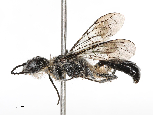  ( - CBG-B00088-A04)  @11 [ ] CreativeCommons - Attribution Share - Alike (2025) CBG Photography Group Centre for Biodiversity Genomics