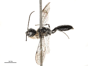  ( - CBG-B00088-B11)  @11 [ ] CreativeCommons - Attribution Share - Alike (2025) CBG Photography Group Centre for Biodiversity Genomics