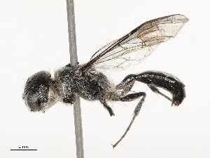  ( - CBG-B00088-C01)  @11 [ ] CreativeCommons - Attribution Share - Alike (2025) CBG Photography Group Centre for Biodiversity Genomics