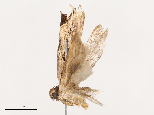  ( - CBG-B00094-A04)  @11 [ ] CreativeCommons - Attribution Share - Alike (2025) CBG Photography Group Centre for Biodiversity Genomics