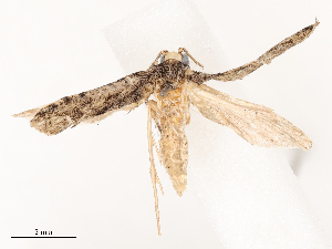  ( - CBG-B00094-F12)  @11 [ ] CreativeCommons - Attribution Share - Alike (2025) CBG Photography Group Centre for Biodiversity Genomics