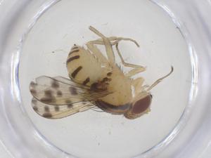  ( - CBG-B00122-G10)  @11 [ ] CreativeCommons - Attribution Share - Alike (2025) Centre for Biodiversity Genomics Centre for Biodiversity Genomics