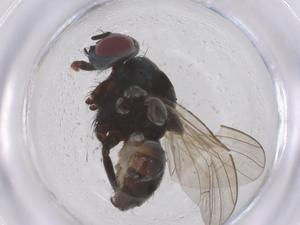  ( - CBG-B00123-D06)  @11 [ ] CreativeCommons - Attribution Share - Alike (2025) Centre for Biodiversity Genomics Centre for Biodiversity Genomics